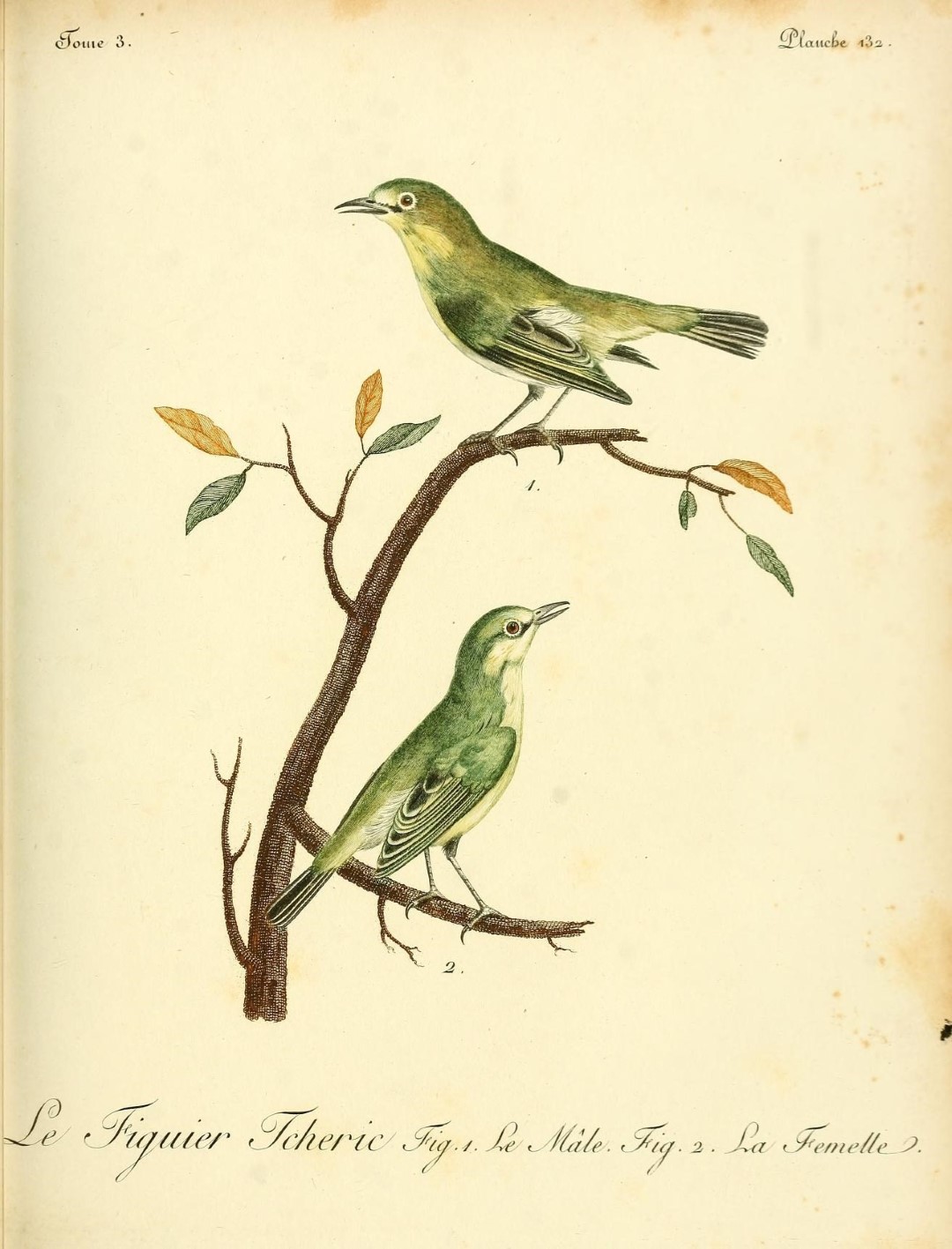 Australian White-eye