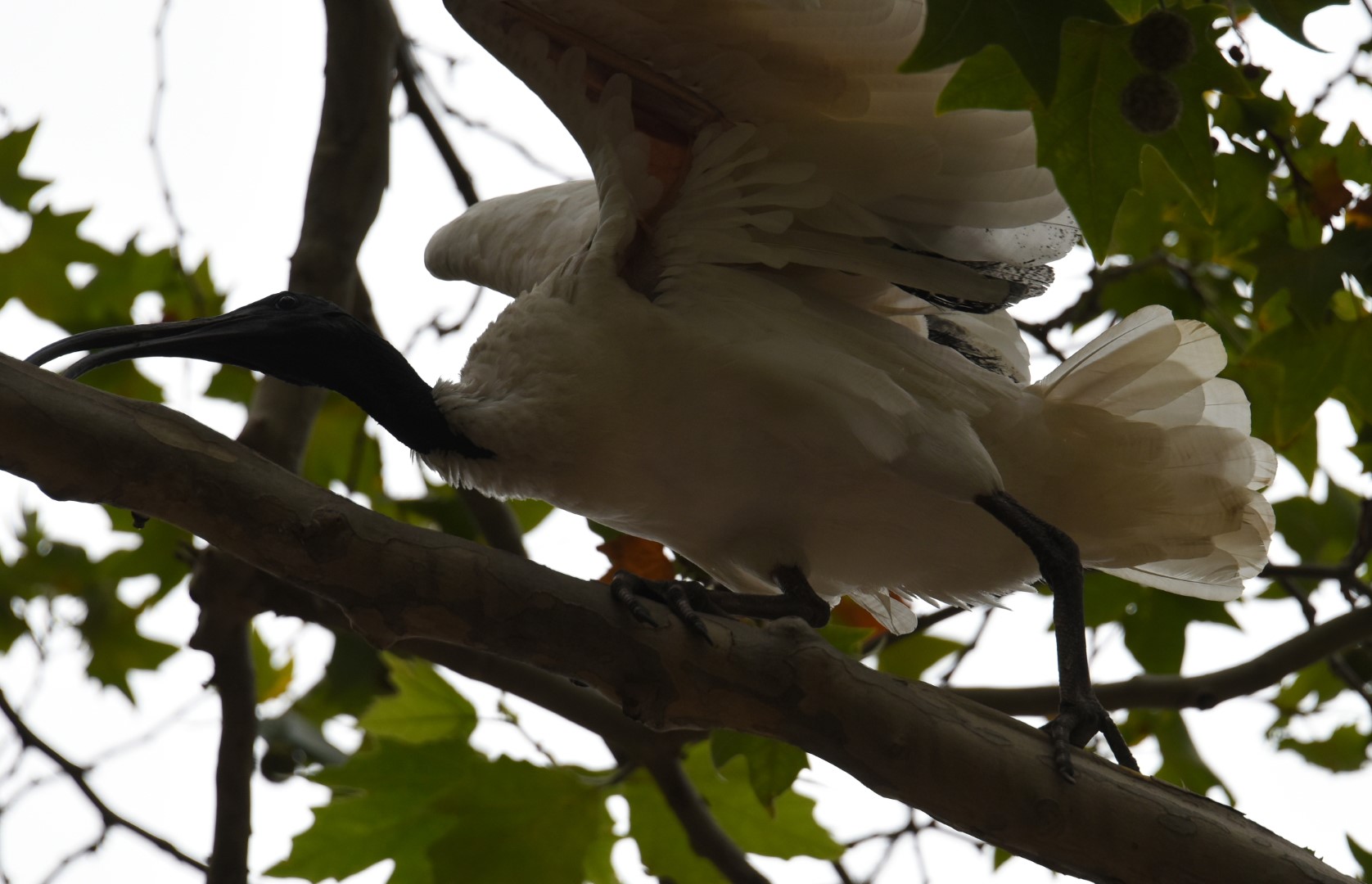 Australian White Ibis