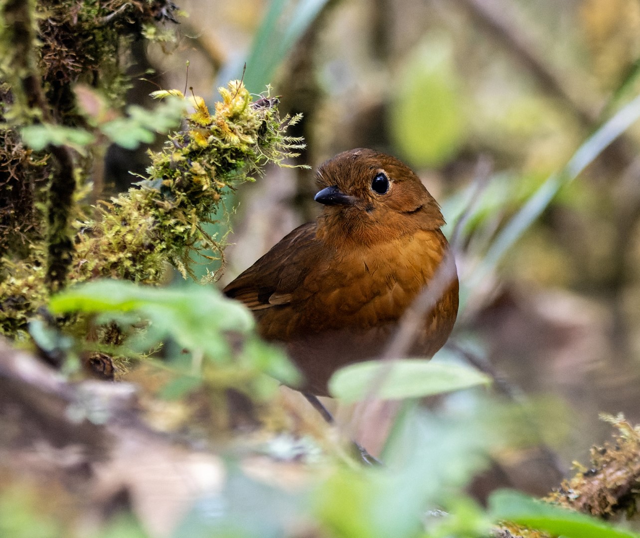 Ayacucho Antpitta