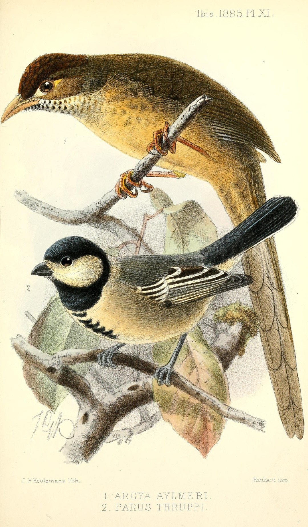 Aylmer's babbler