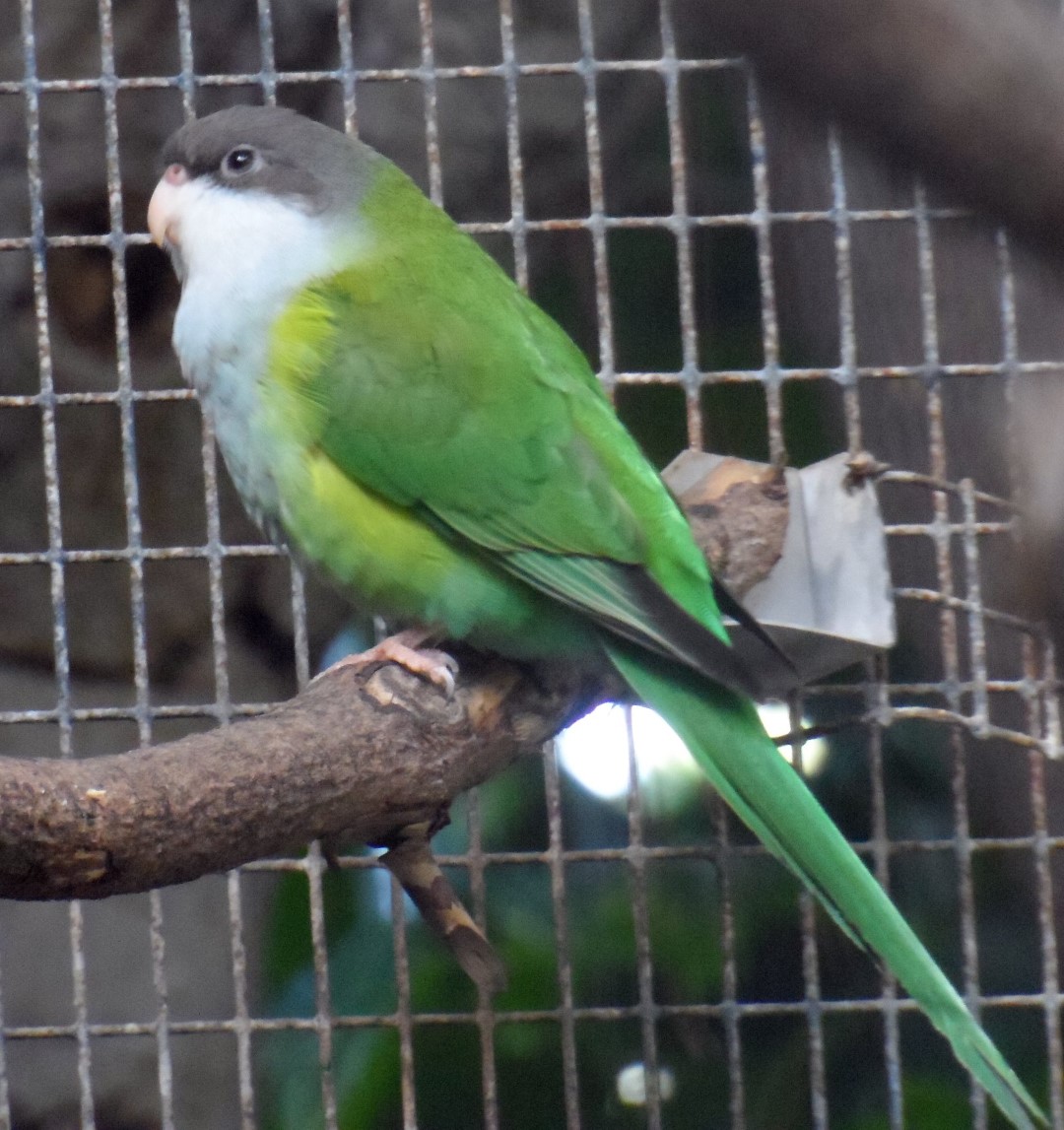 Aymara Thorn-tailed Rayadito