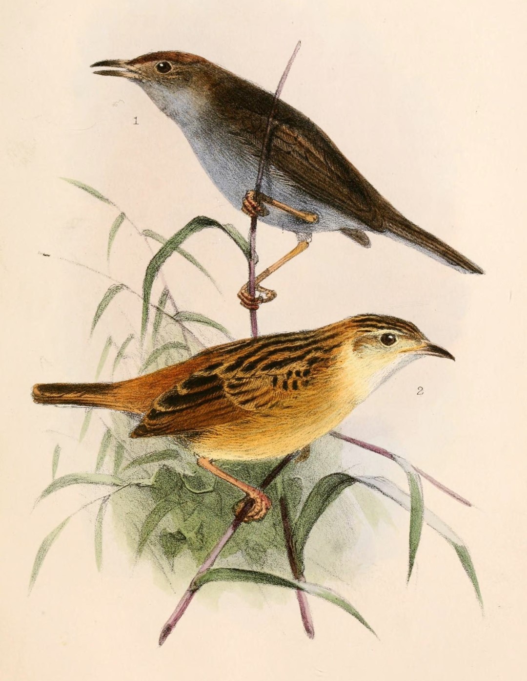 Ayres's Cisticola
