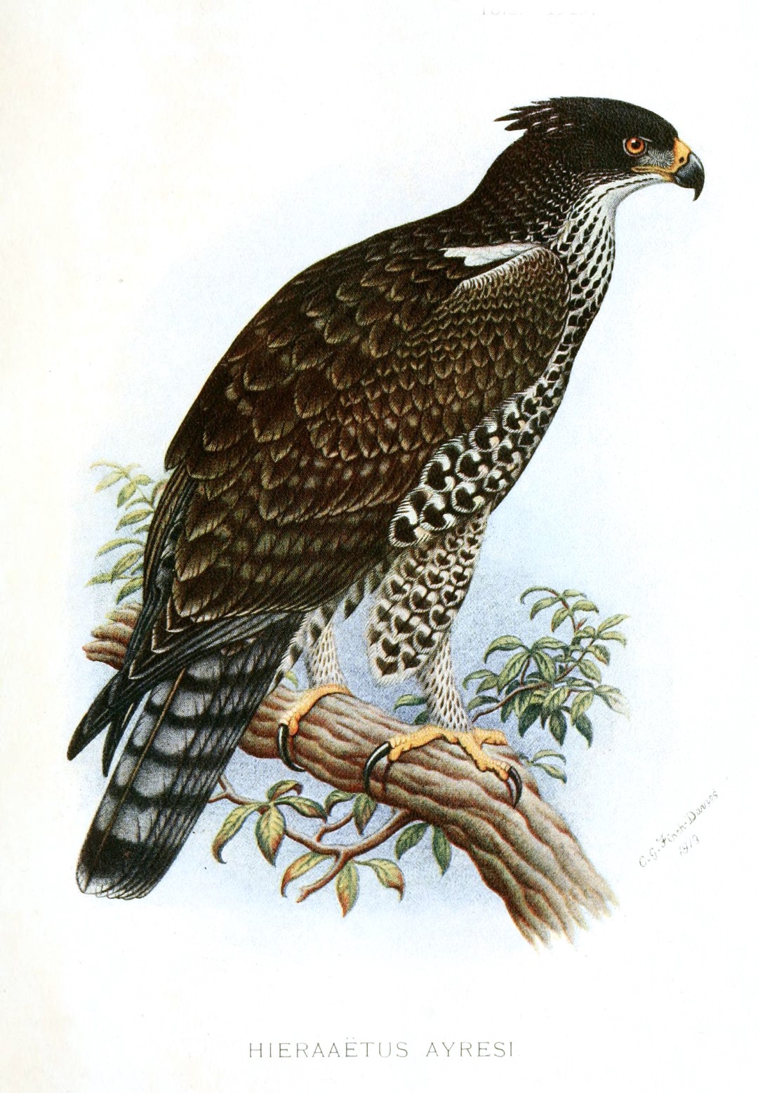 Ayres's Hawk-Eagle