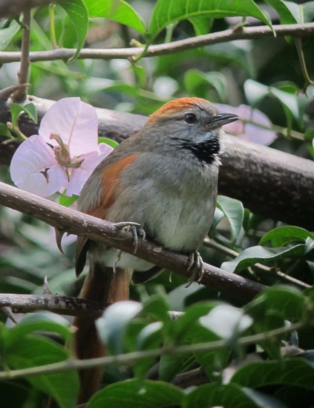 Azara's Spinetail