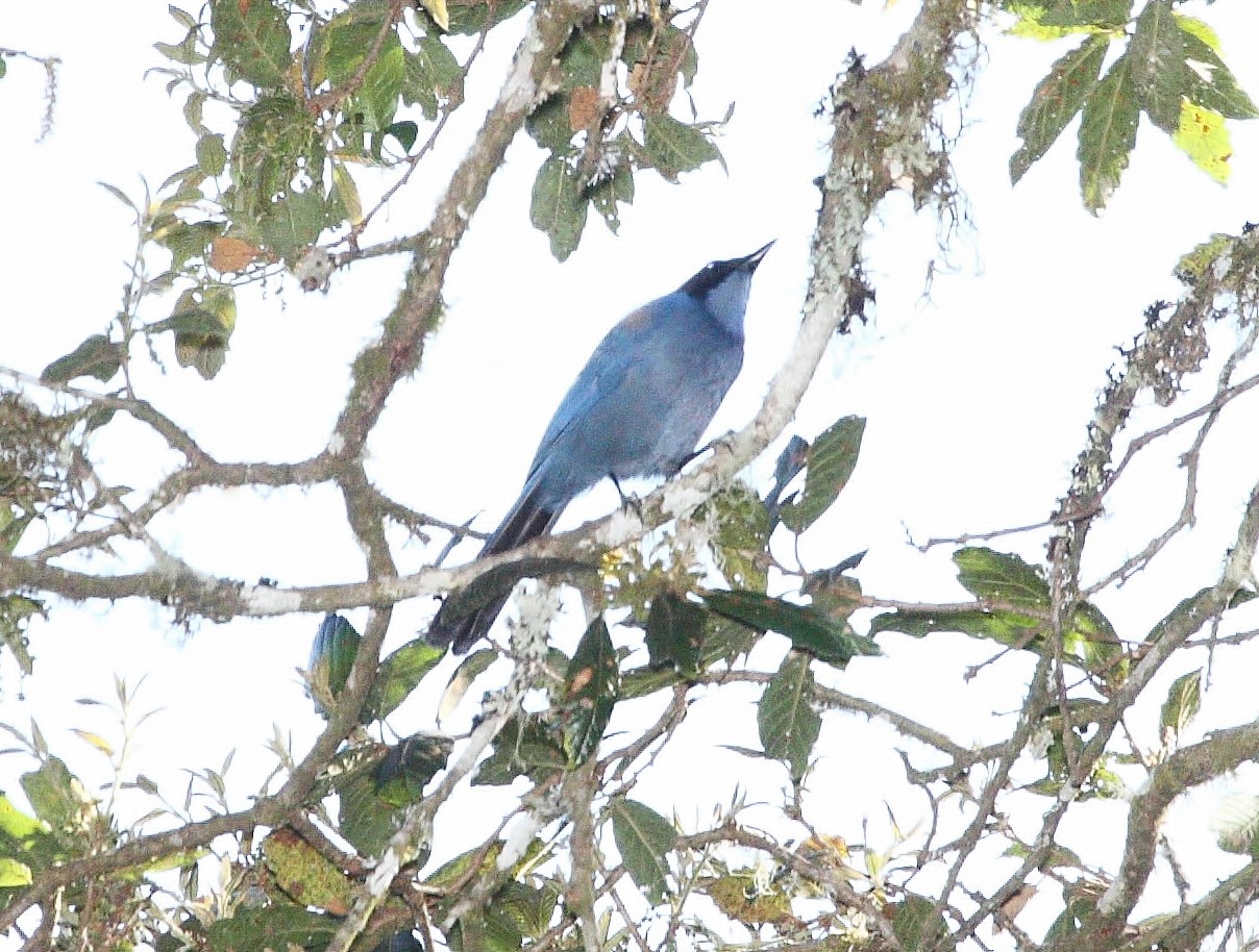 Azure-hooded Jay