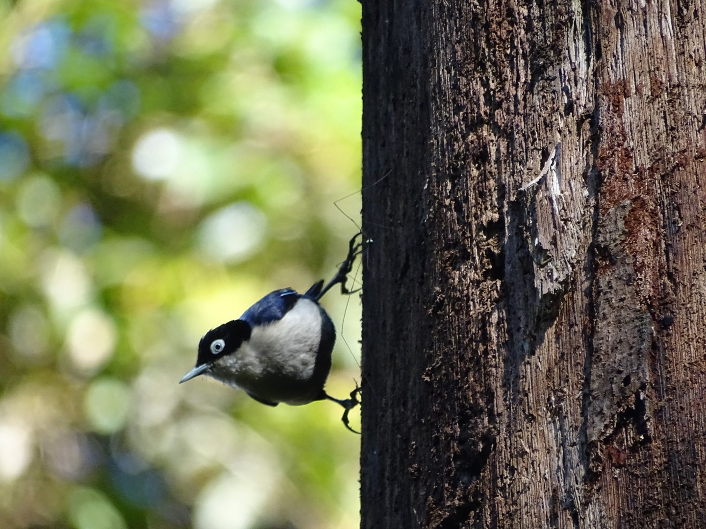 Azure-naped Jay