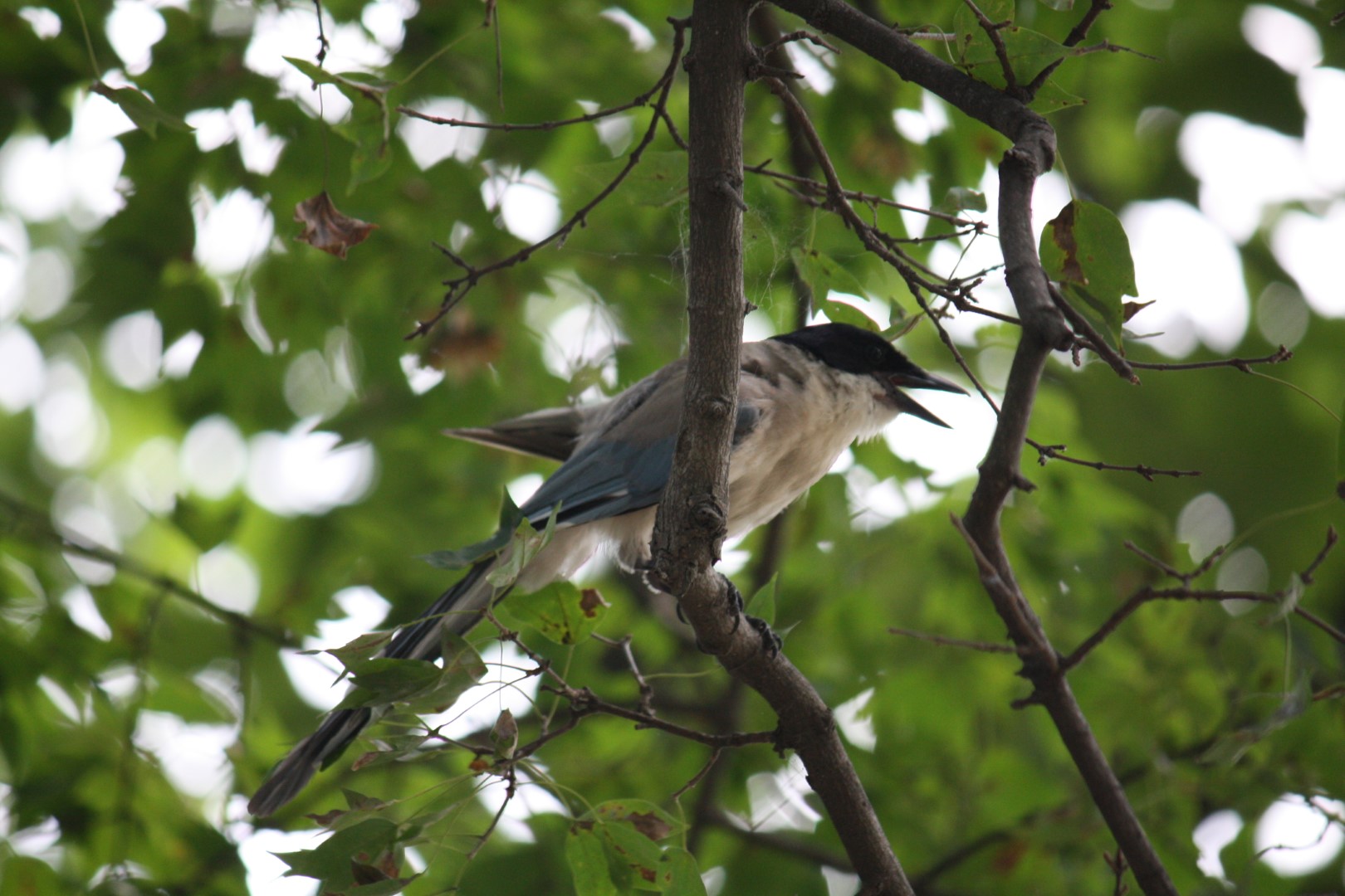 Azure-winged Magpie