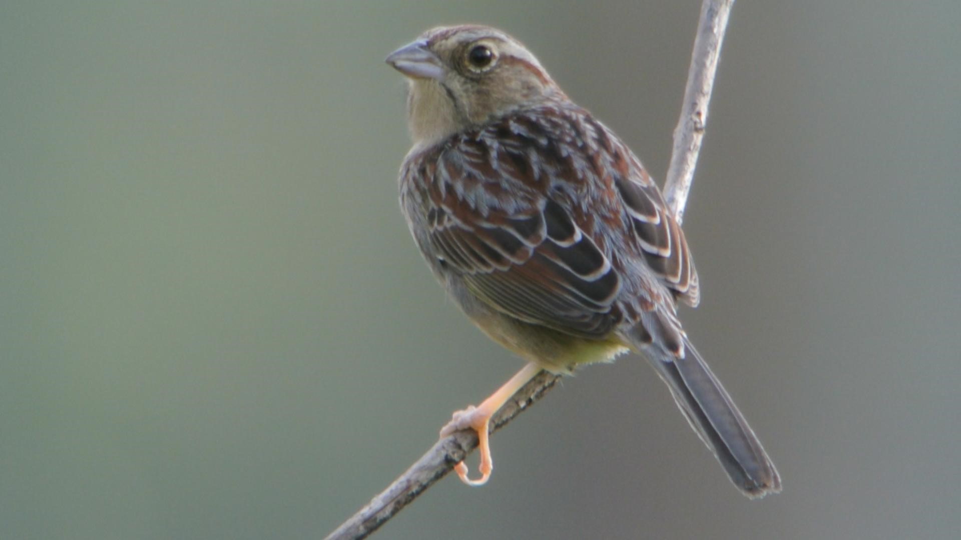 Bachman's Sparrow