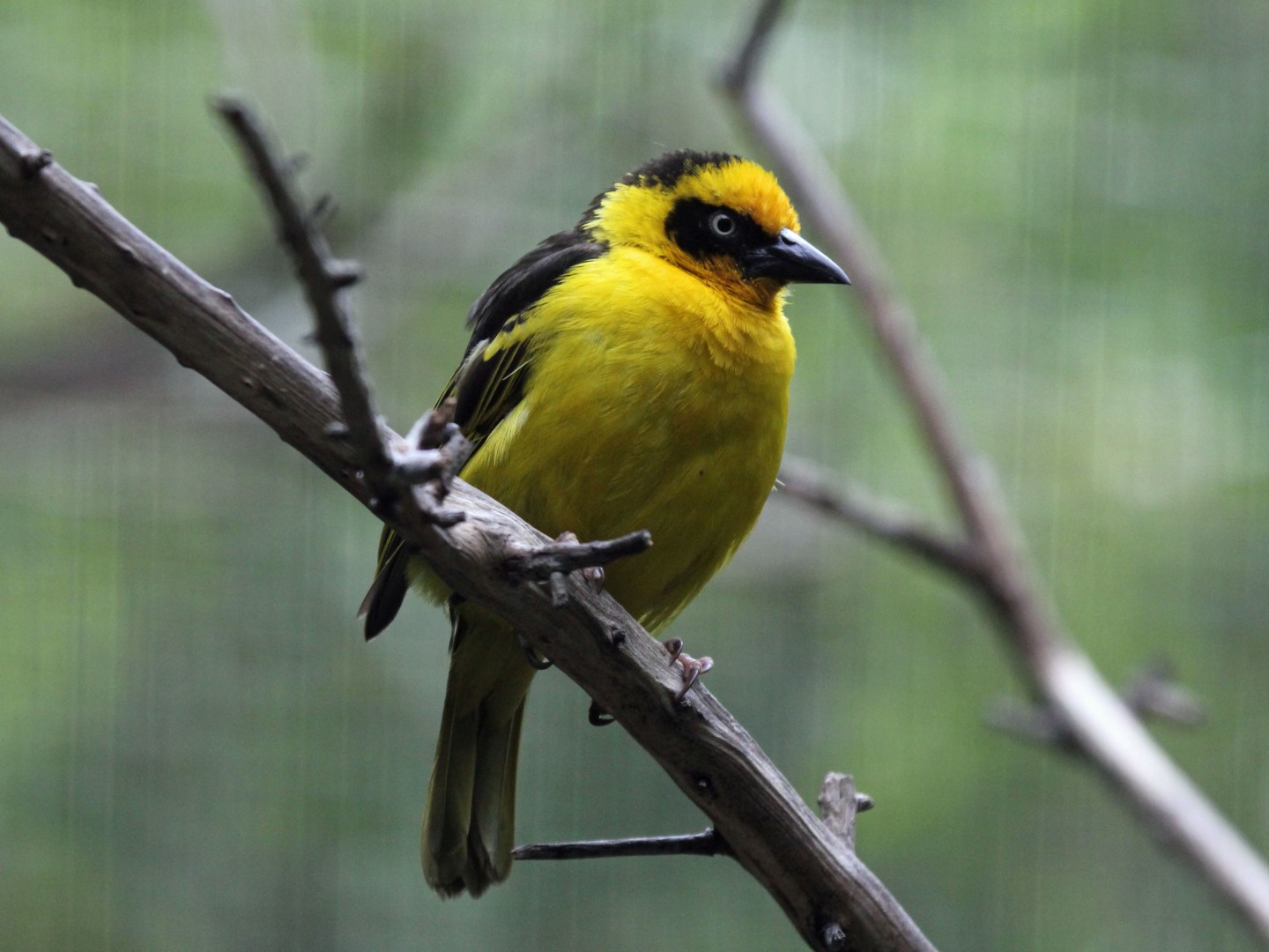 Baglafecht Weaver