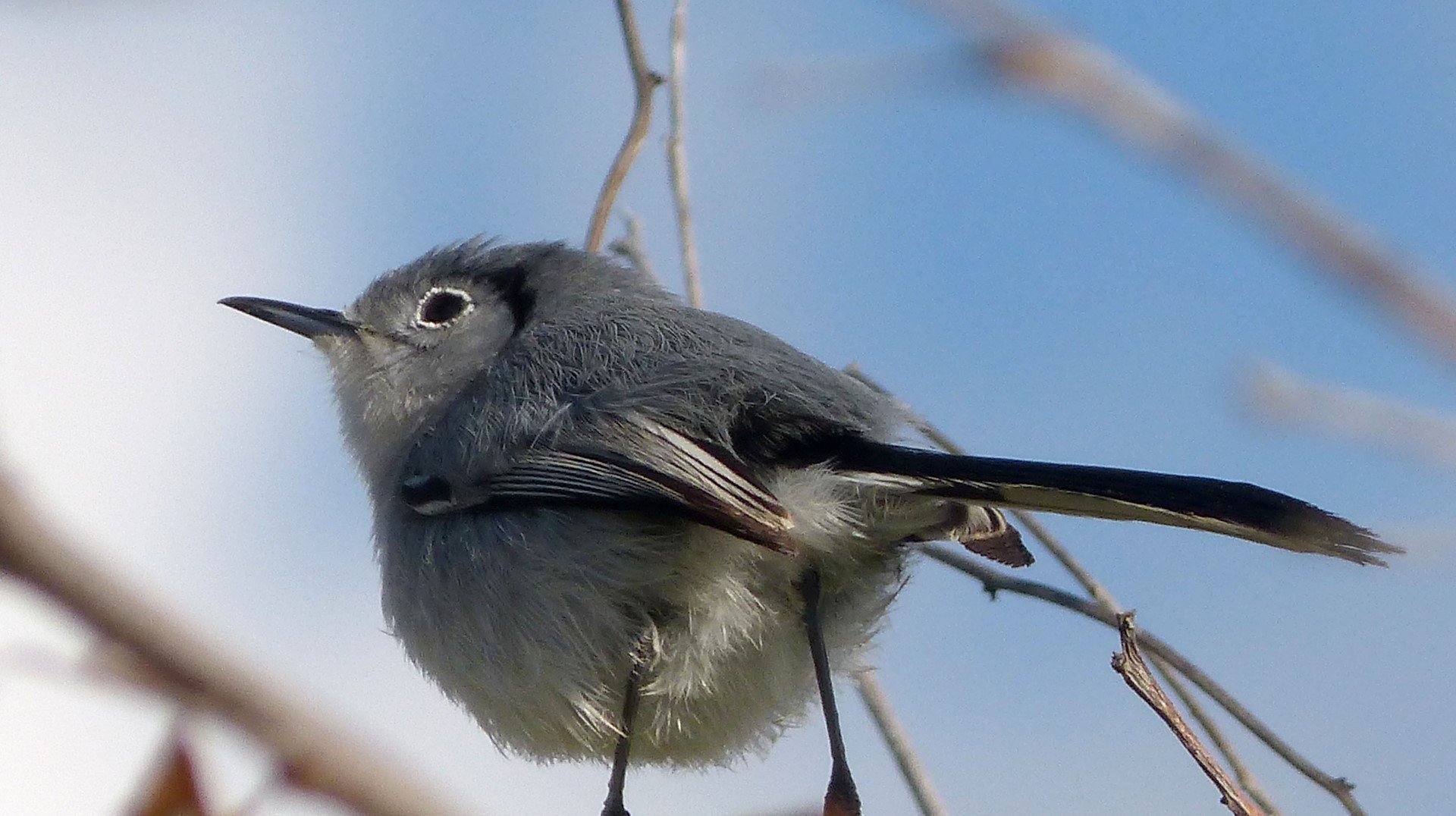 Bahama Gnatcatcher