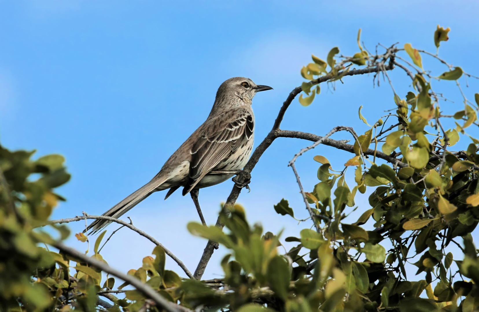 Bahama Mockingbird