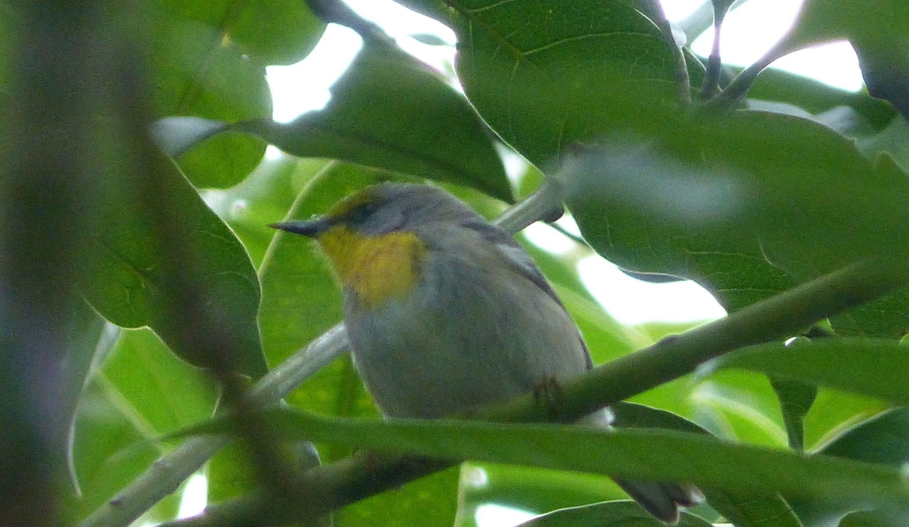 Bahama Warbler