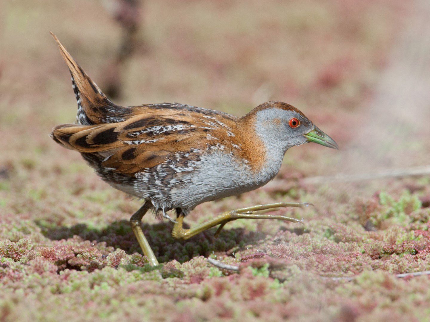 Baillon's Crake