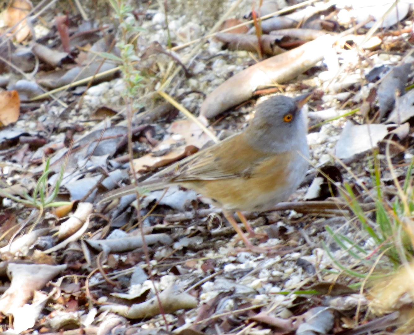Baird's Junco