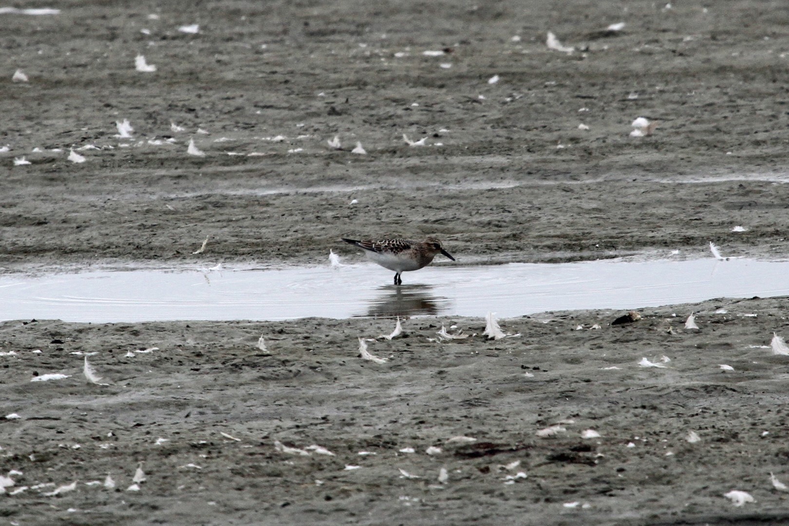 Baird's Sandpiper