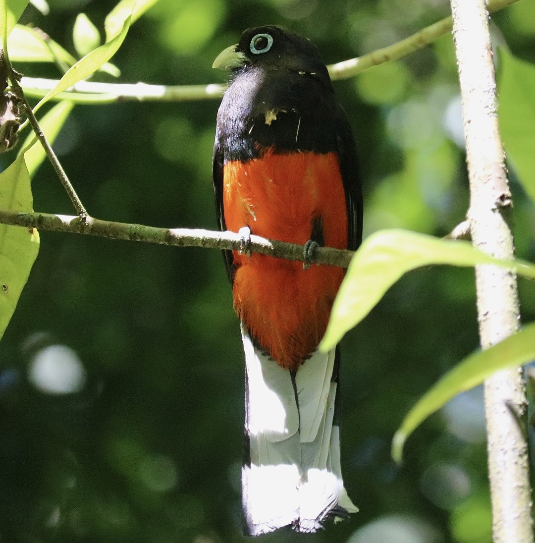 Baird's Trogon