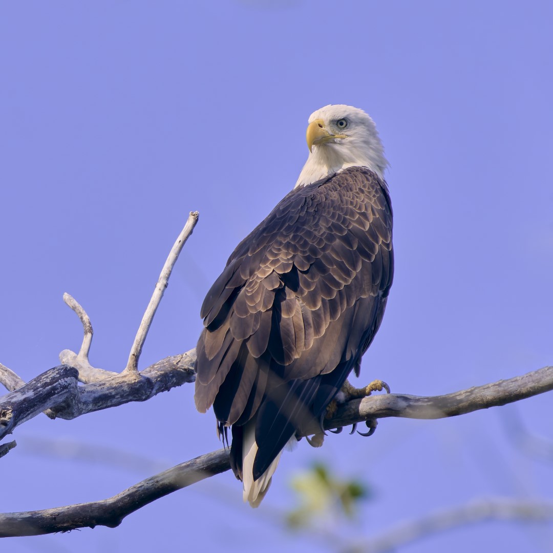 Bald Eagle