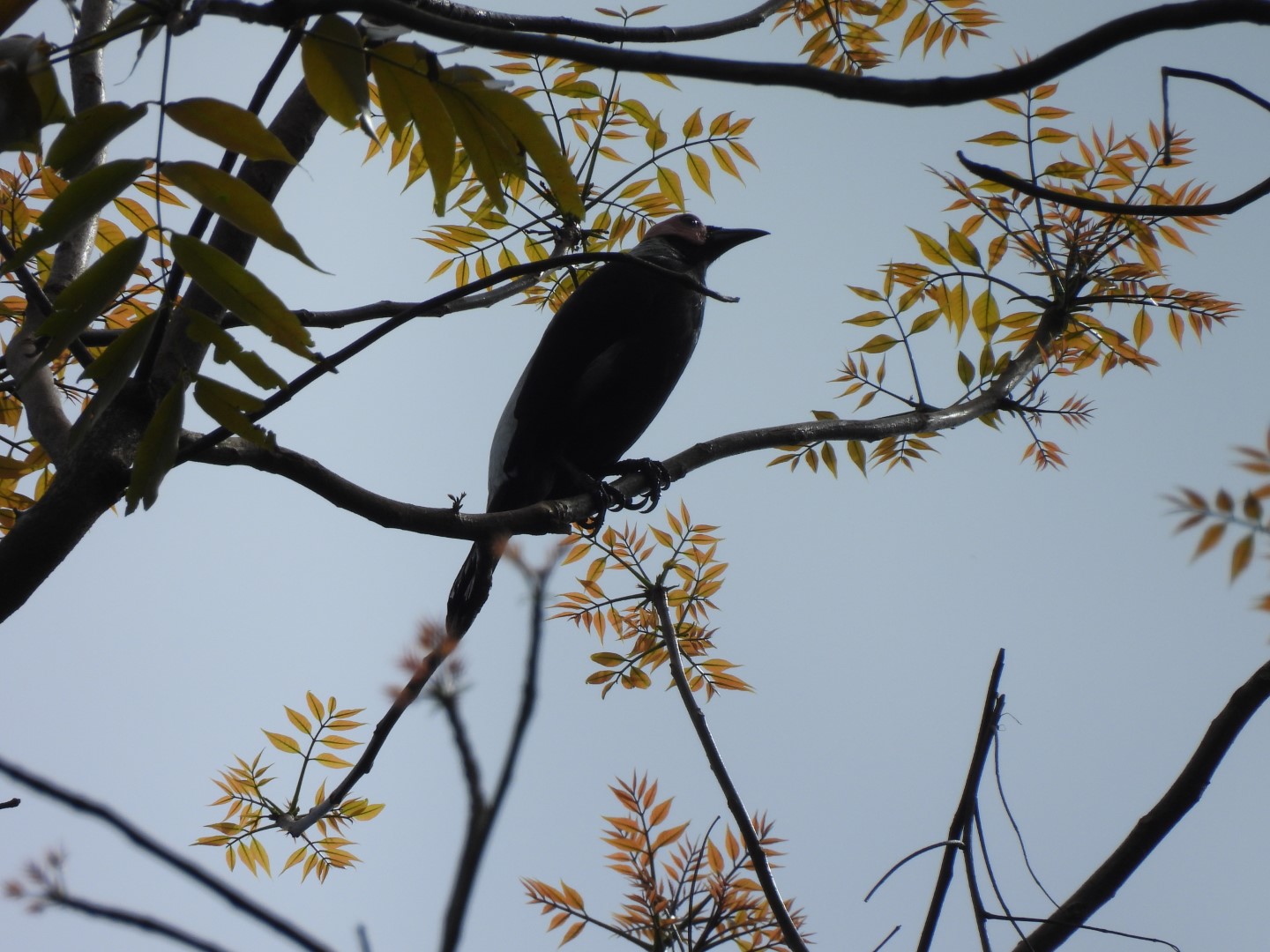 Bald-headed Crow