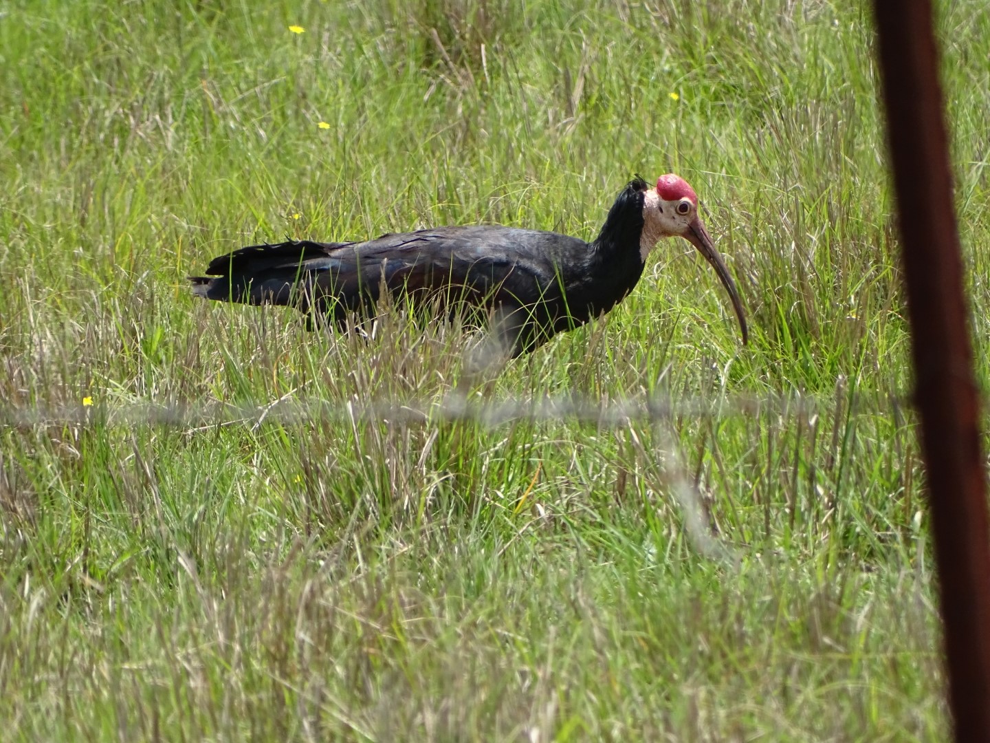 Bald Ibis