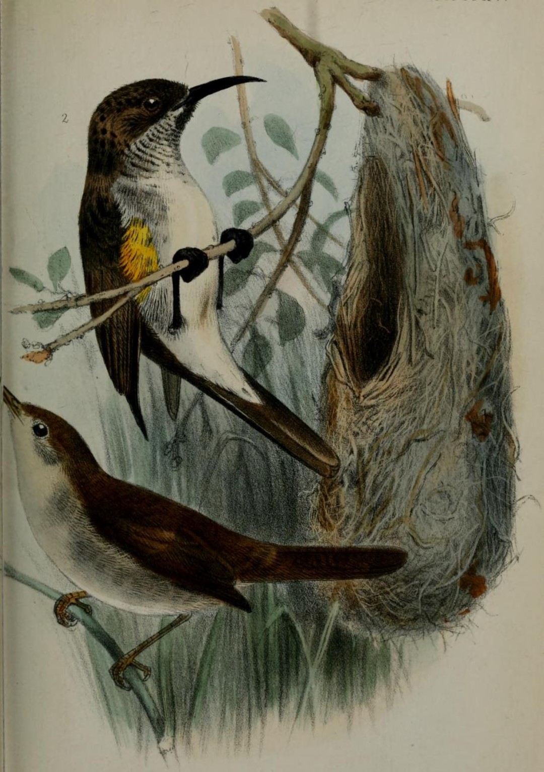 Balfour's Sunbird