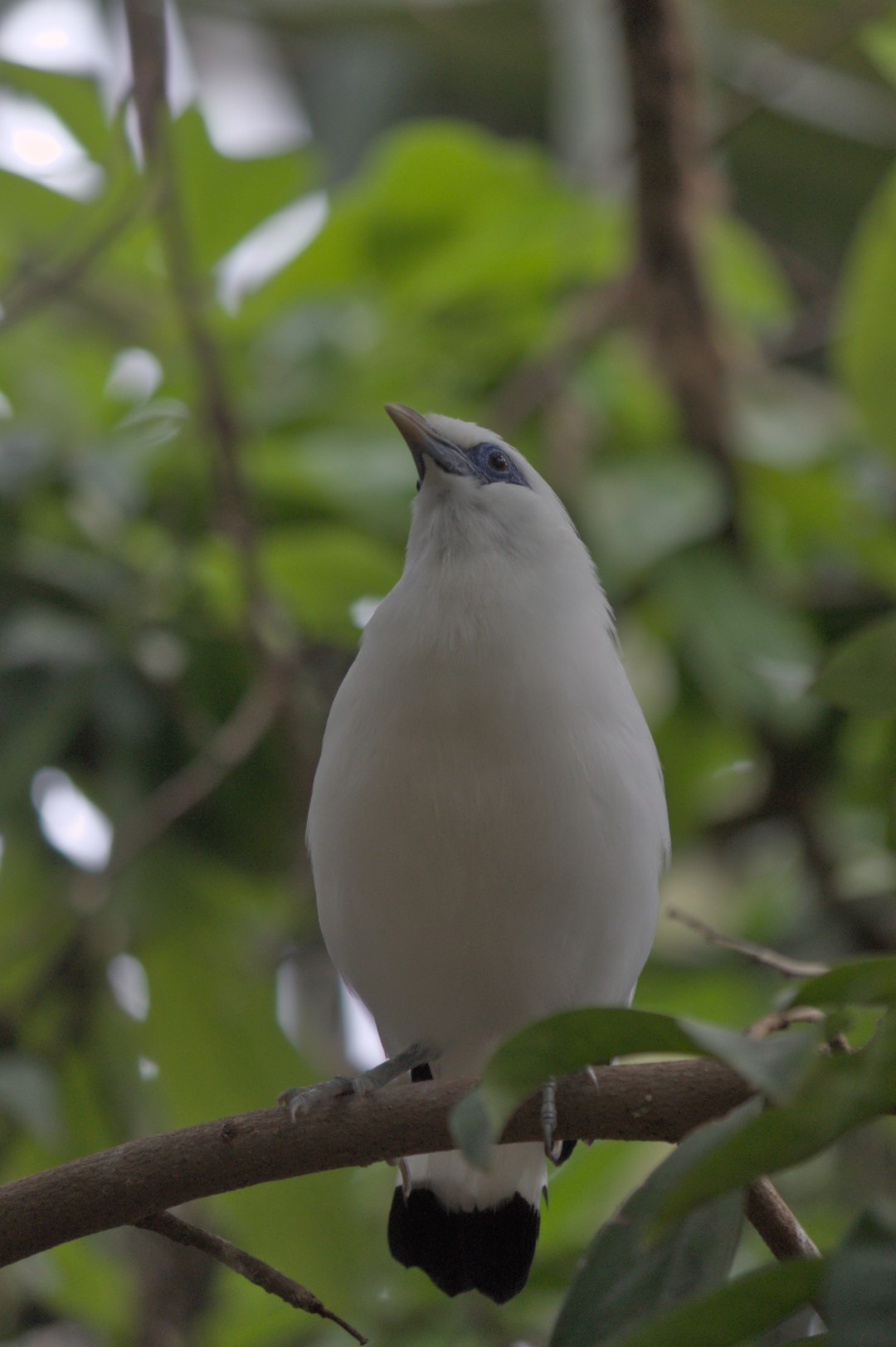 Bali Myna