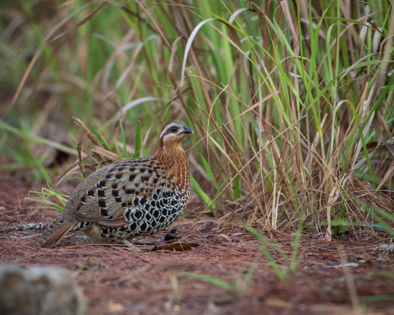 Bamboo Partridge