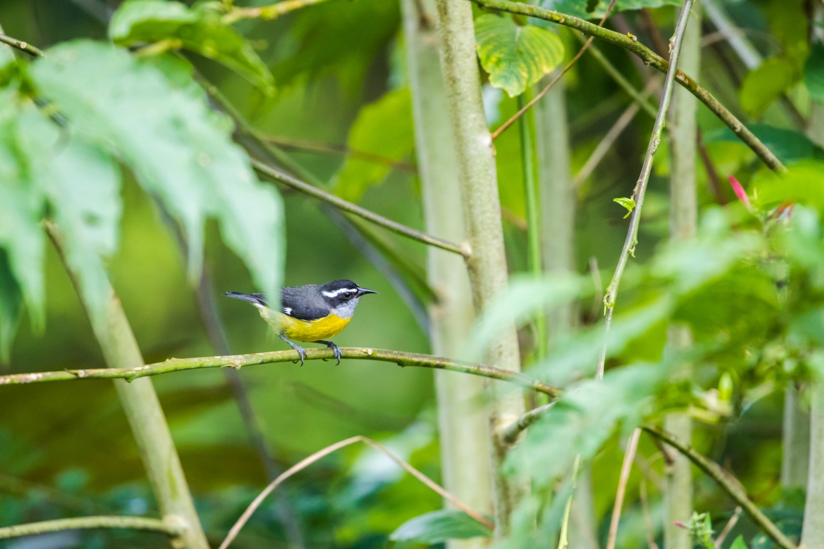 Bananaquit