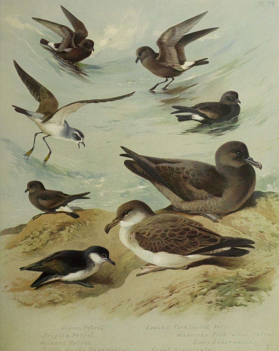 Band-rumped Storm Petrel