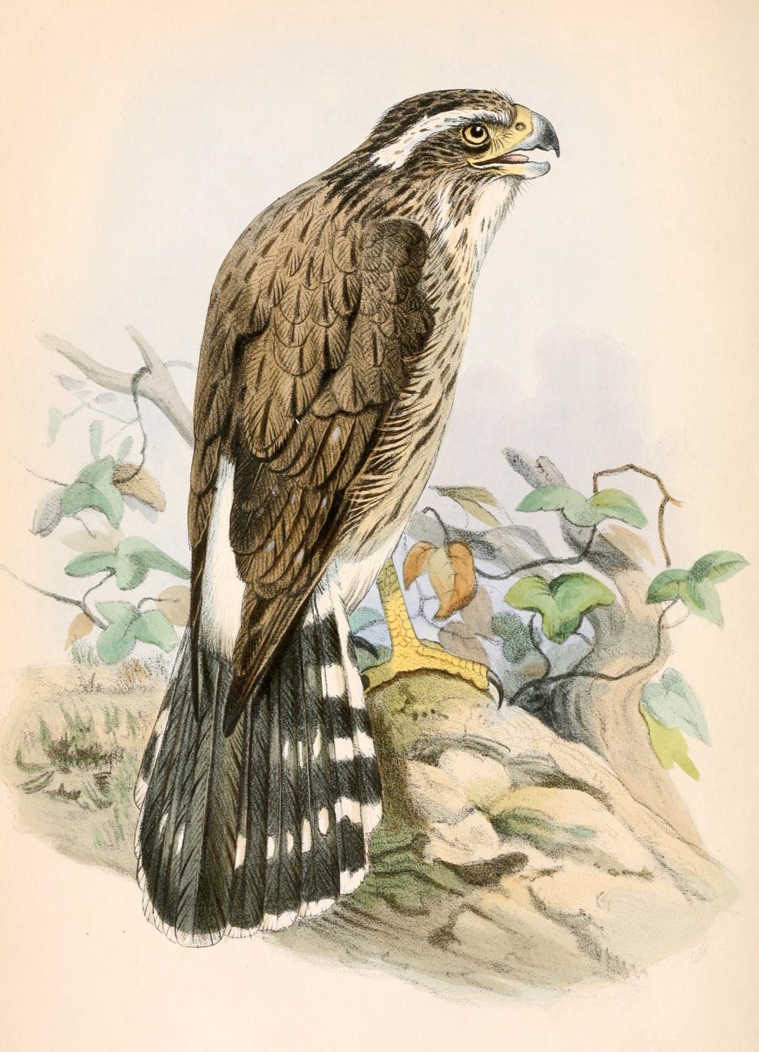 Band-tailed Antbird