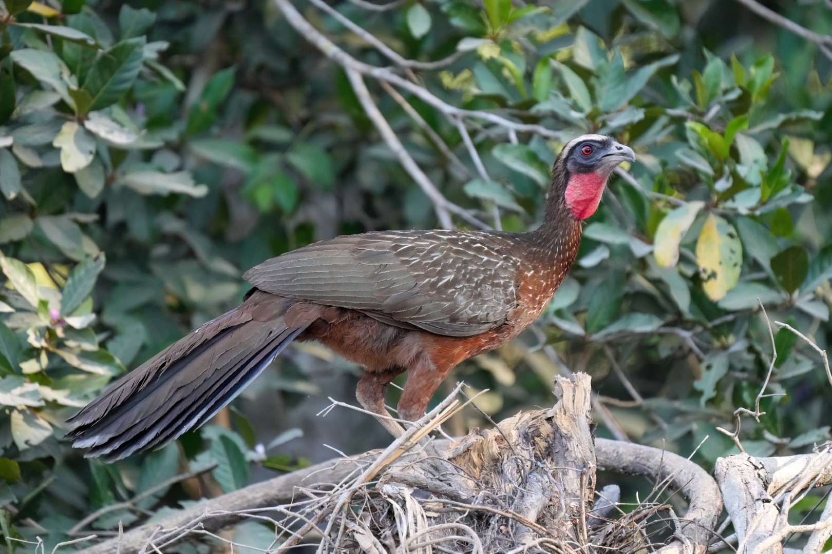 Band-tailed guan