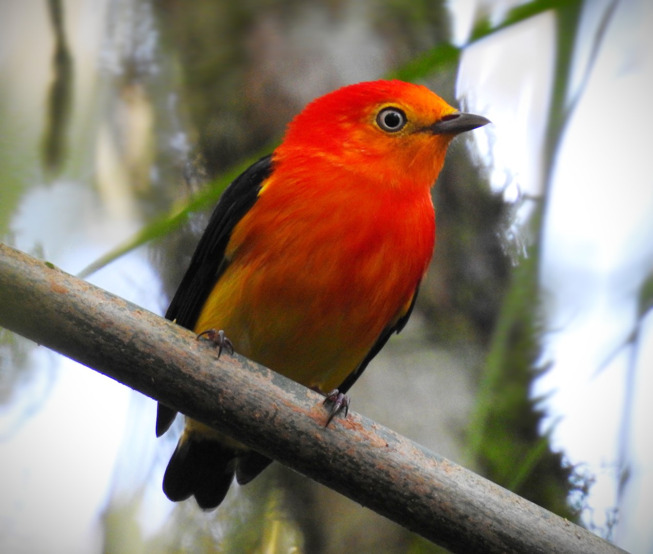 Band-tailed Manakin