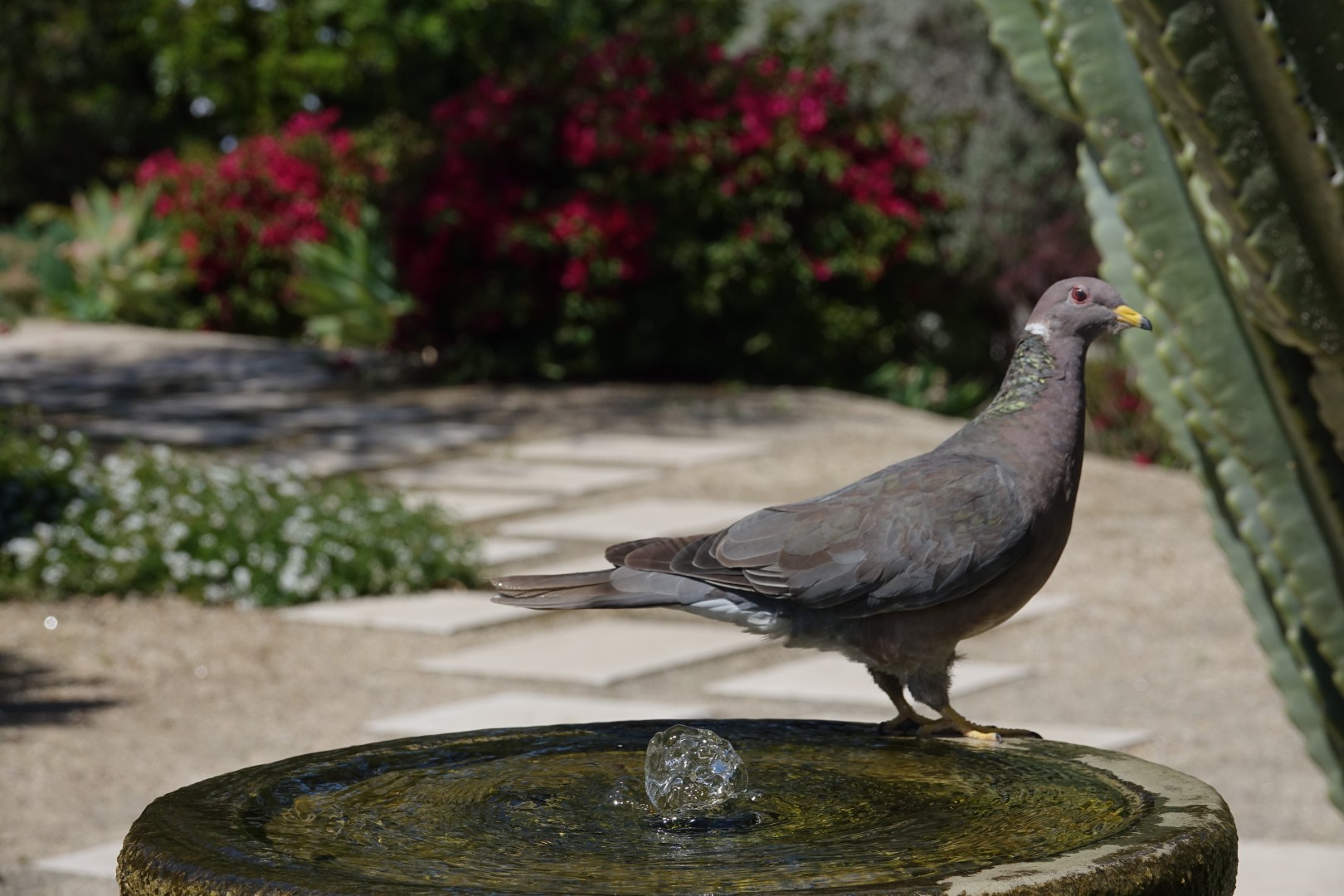 Band-tailed Pigeon