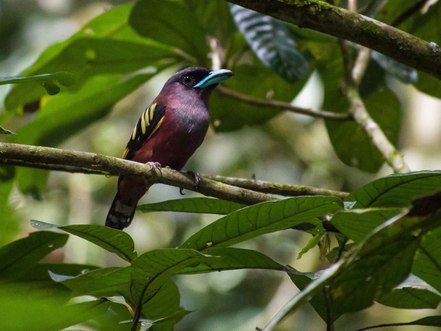 Banded Broadbill