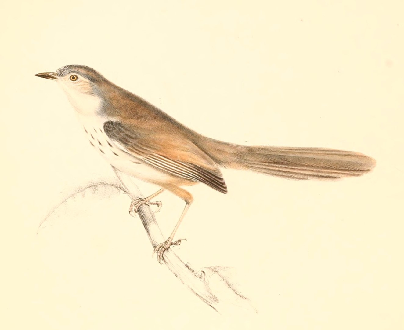 Banded Phragmacia Moth