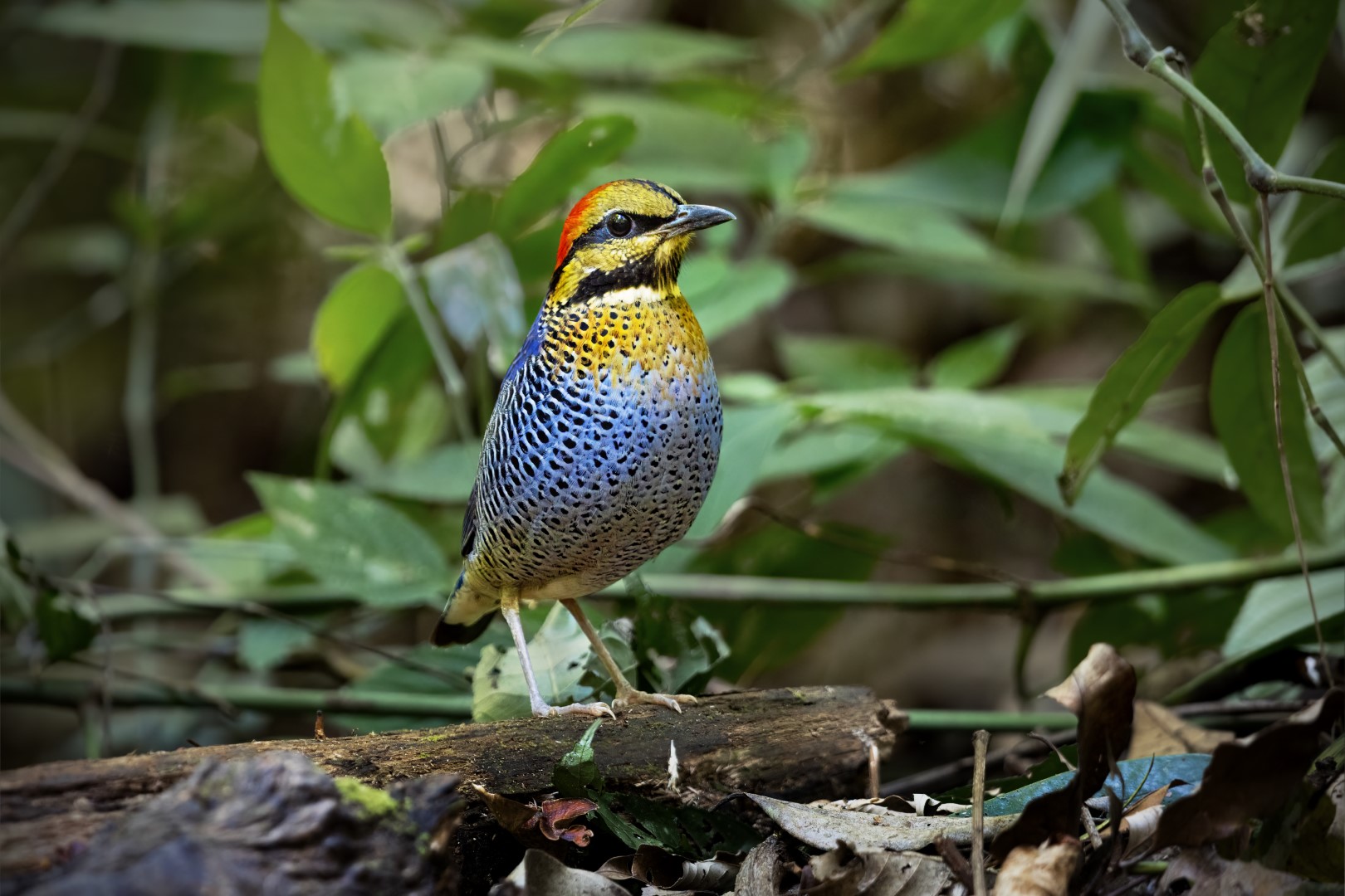 Banded Pitta