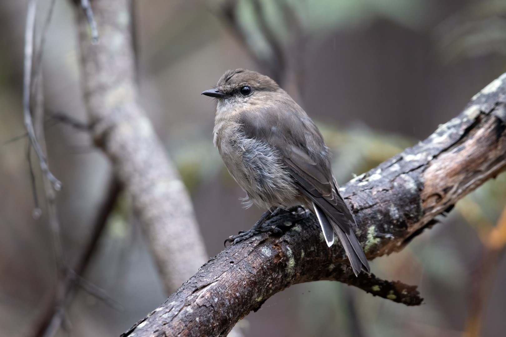 Banded Whiteface