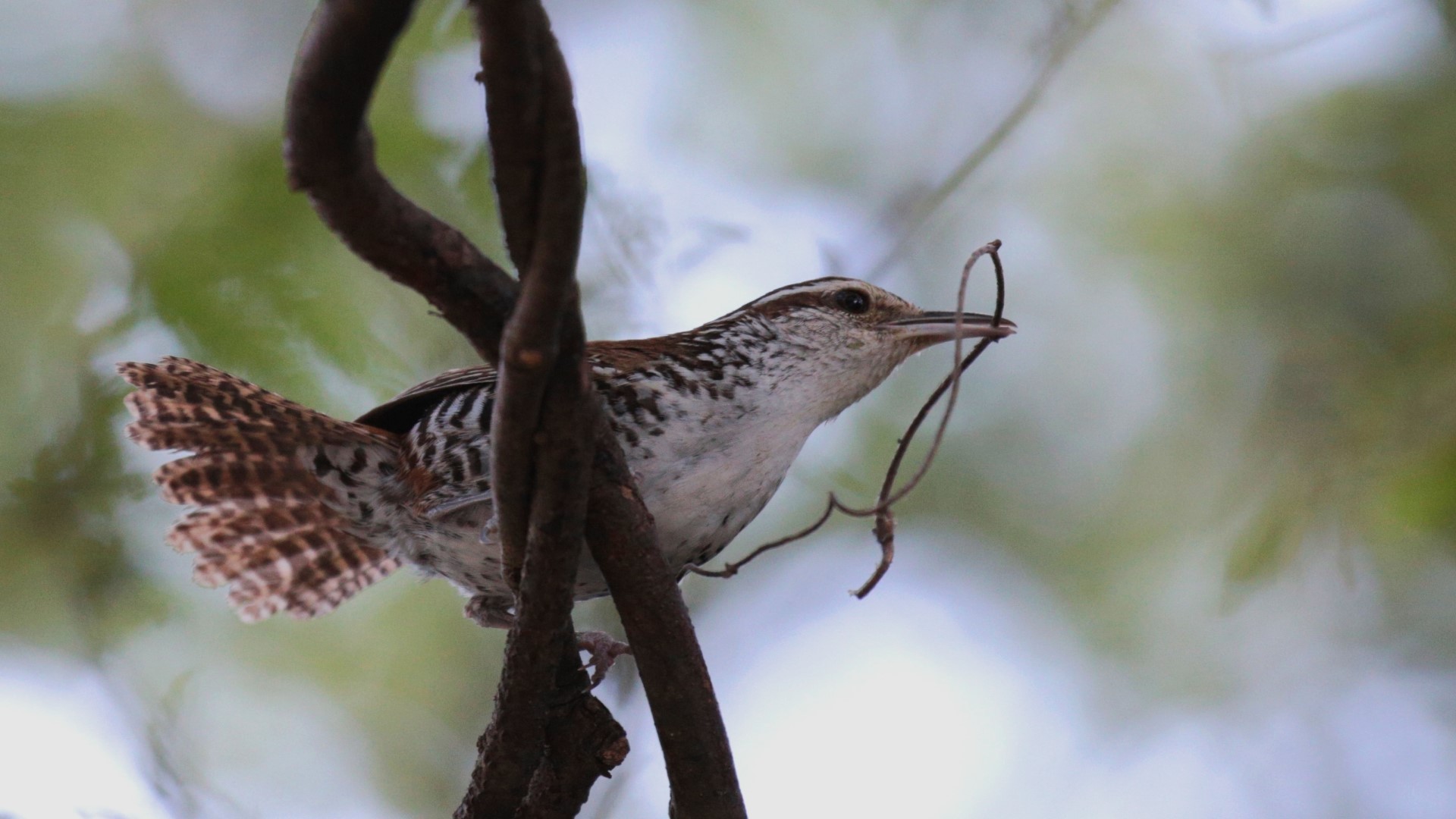 Banded Wren