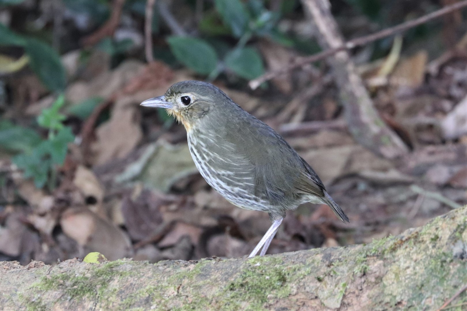 Bangs's Antpitta