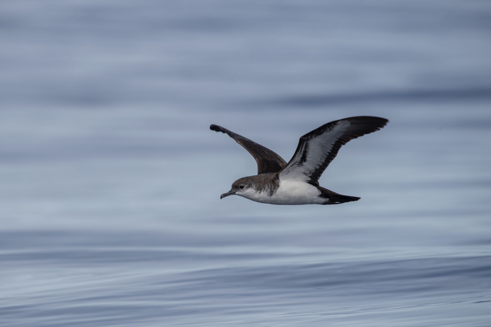 Bannerman's Shearwater
