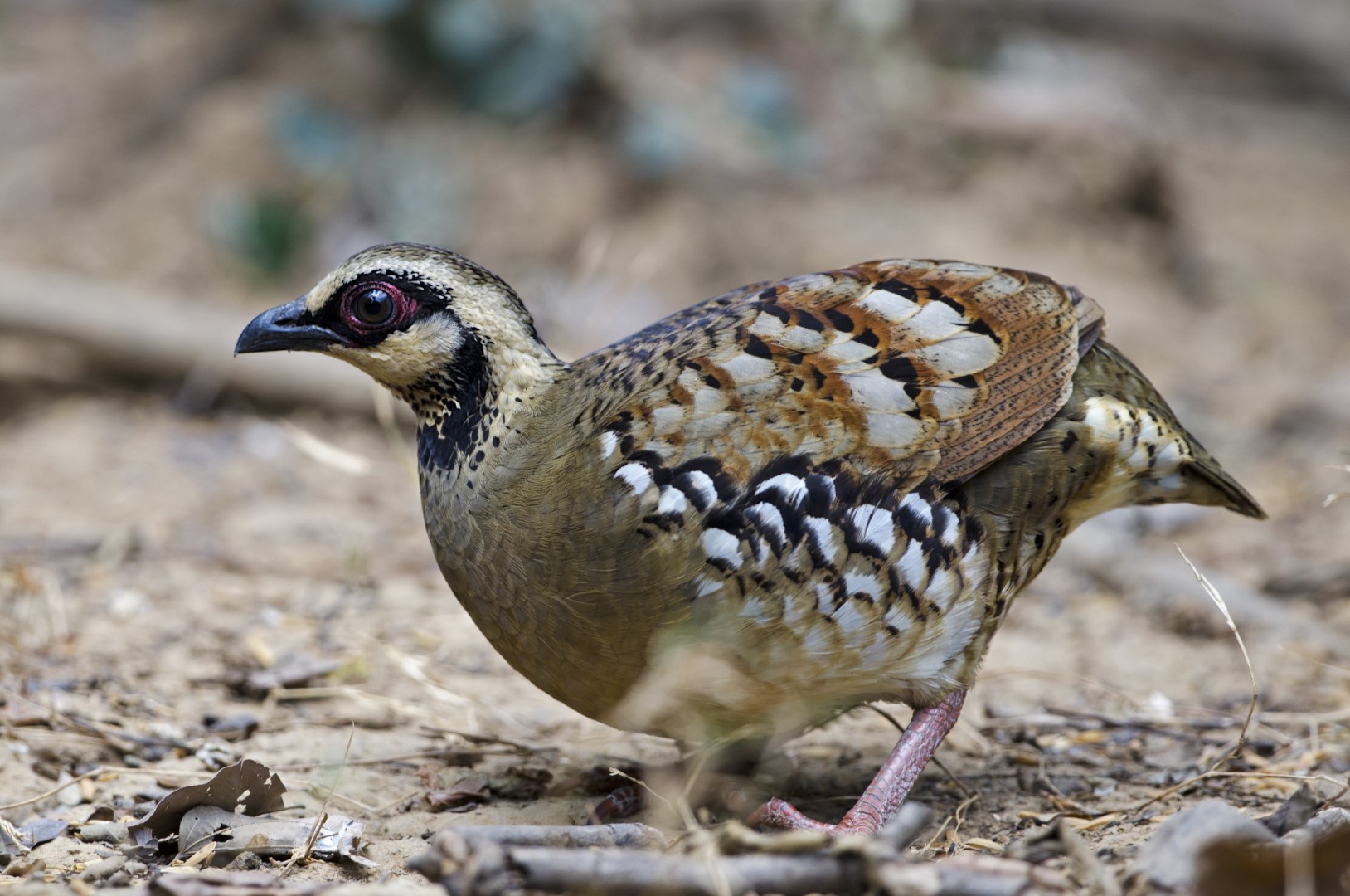 Bar-backed Partridge
