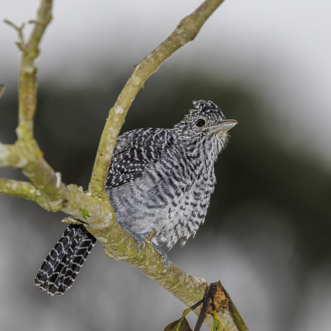 Bar-crested Antshrike