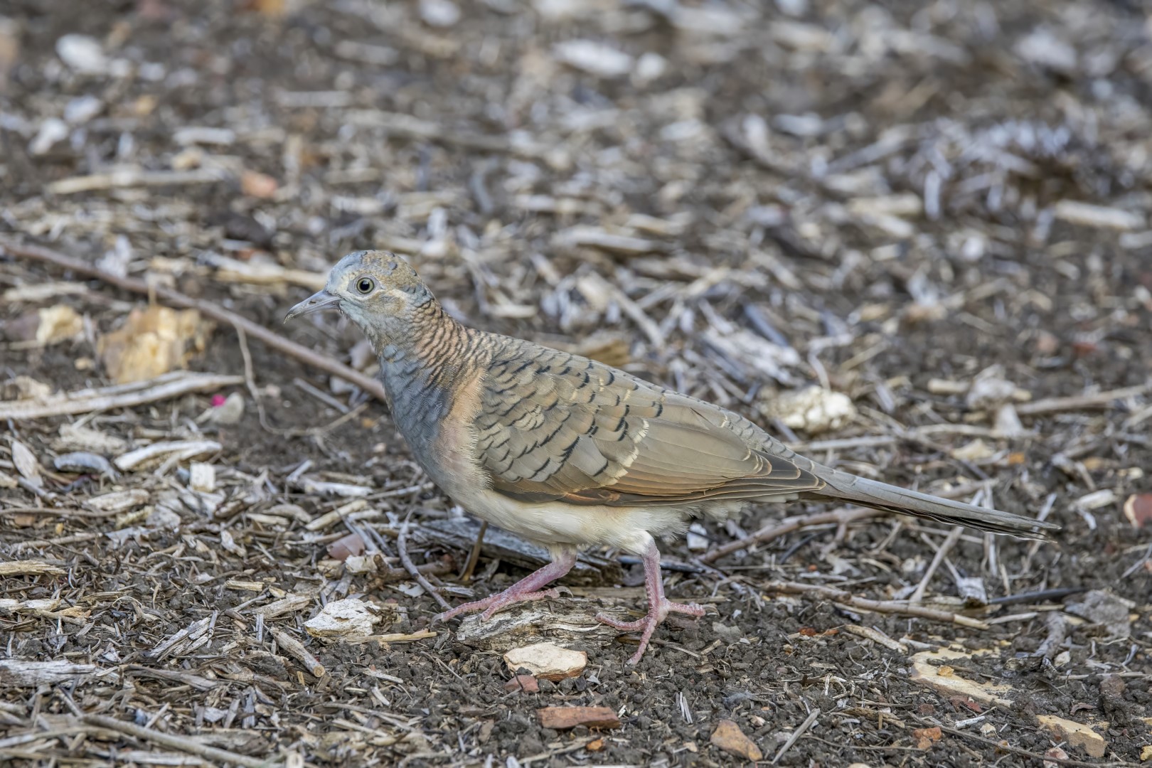 Bar-shouldered Dove