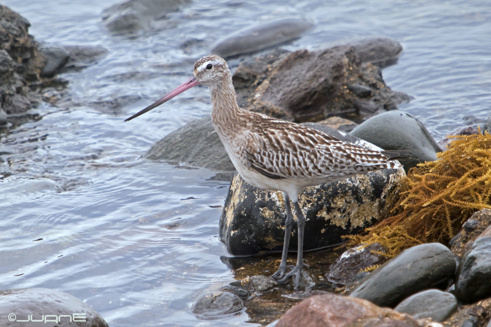 Bar-tailed Godwit