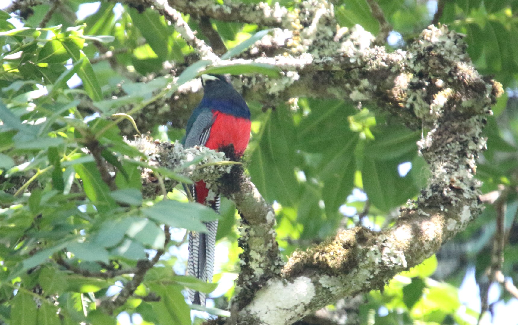 Bar-tailed Trogon