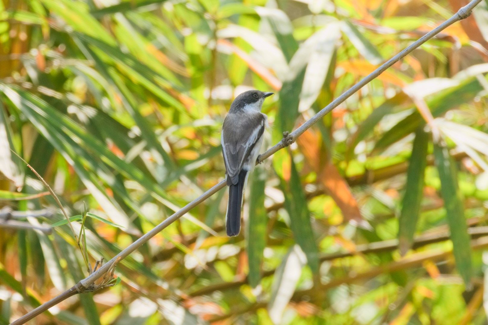 Bar-winged Flycatcher-shrike