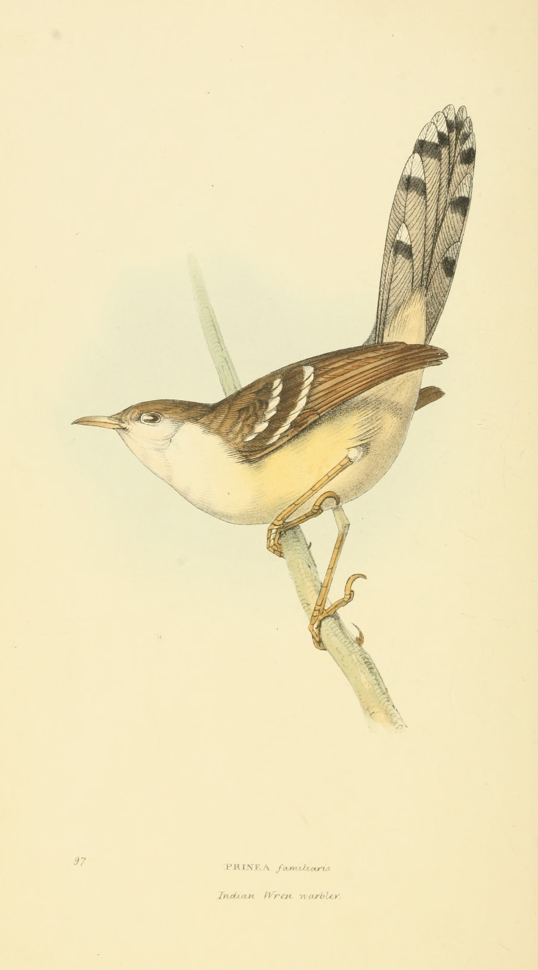 Bar-winged Prinia