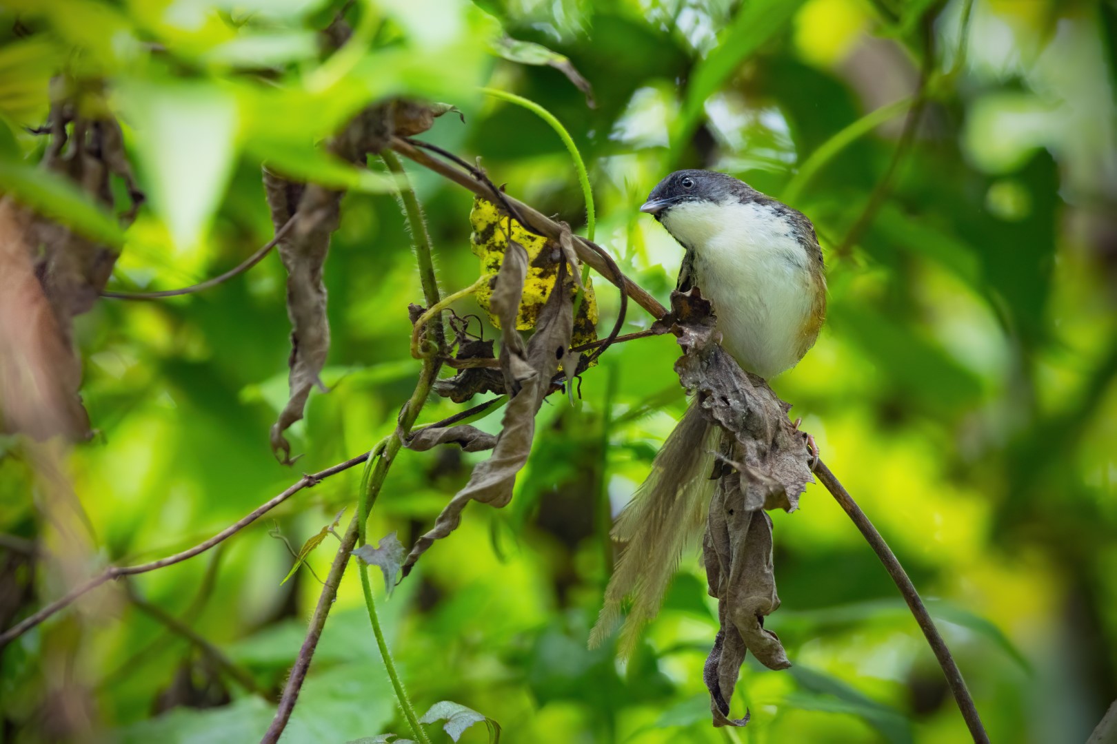 Bar-winged Prinia