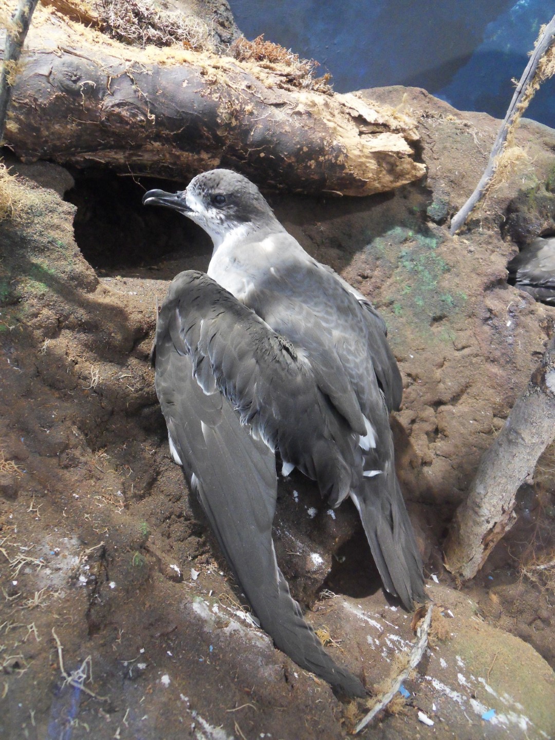Barau's Petrel