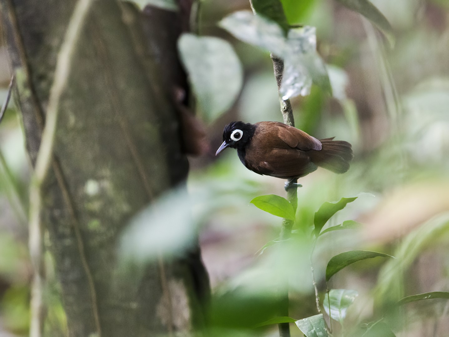 Bare-crowned Antbird