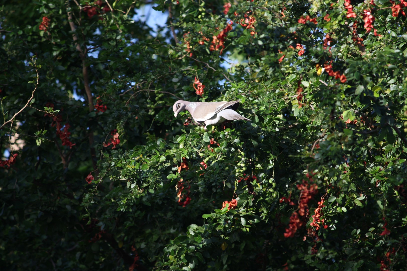 Bare-eyed Pigeon